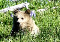 baby grizzly