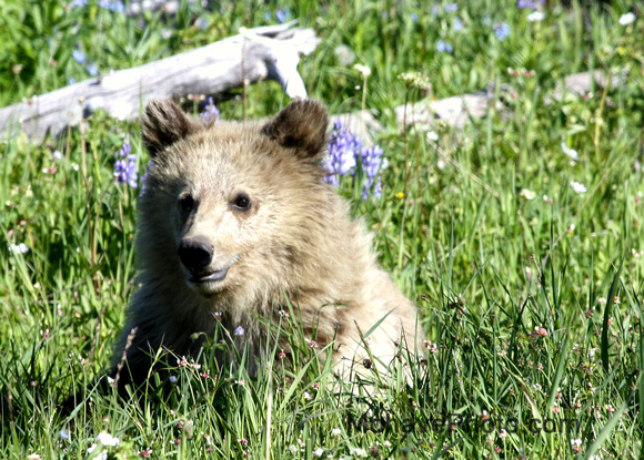 baby grizzly