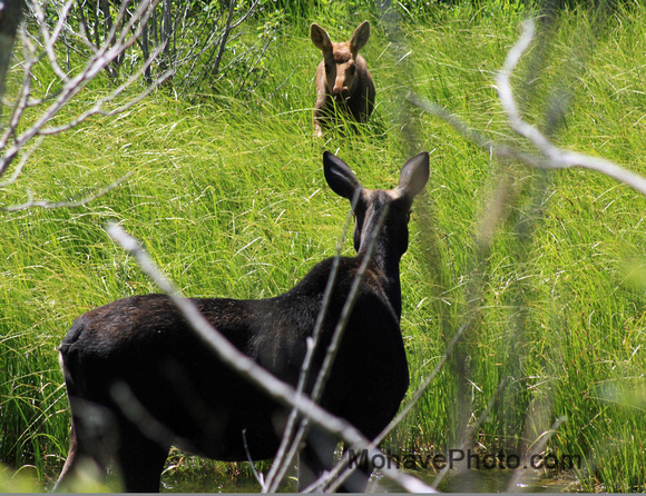 Mama and baby moose in Grand Tetons