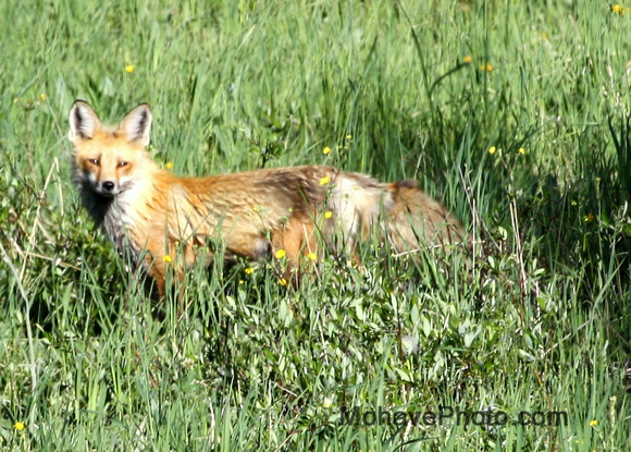 Fox in Yellowstone