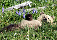 baby grizzly in Yellowstone